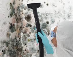 Best Basement Mold Removal in Cambria, IL